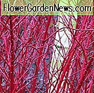 Wintergarten, Early Spring Garden, rote Zweige, orange Zweige, Cornus, Hartriegel, Salix, Weiden, Rubrus, Geisterspiele, Acer