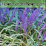Liriope Muscari, LilyTurf, Blue Lily Rasen, Monkey Grass, AGM Staude, lila Blüten, immergrüne Staude