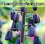 Fritillaria persica Adiyaman, persische Glocken Adiyaman, persische Lilie Adiyaman, Frühlingsblüte, mittlere Frühlingsbirnen, Spätfrühlingszwiebeln, Fritillara Adiyaman