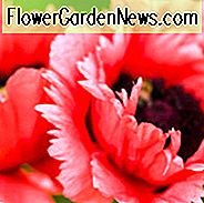 Papaver Orientale Informationen, Oriental Poppy Informationen, Oriental Poppies Informationen, Königliche Hochzeit orientalischen Mohn, Schönheit der orientalischen Mohnblume Livermere, Prince of Orange orientalischen Mohn