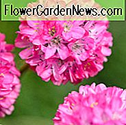 Armeria Maritima, Meer Thrift, Thrift, Meer Pink, Cliff Rose, Kissen Pink, Lady Kissen, Lady Nadelkissen, Marsh Daisy, Sea Gilliflower, Seegras, Bodenbedeckungen, Groundcover, mehrjÀhrige Bodendecker