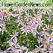 Aster Sedifolius 'Nanus', Aster 'Nanus', Zwerg Rhone Aster 'Nanus', Rhone Aster, Herbst Aster, Herbst Stauden, Herbst Blumen, Zwerg Aster, blaue Blumen, FliederblĂŒten, LavendelblĂŒten