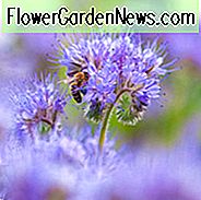 Phacelia Tanacetifolia, Fiddleneck, Scorpion Weed, lila Rainfarn, Lacy Phacelia, Fernleaf Fiddleneck, lila BlĂŒten, lila jĂ€hrliche