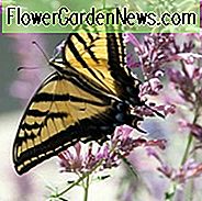 Agastache Foeniculum, Anis-Ysop, Blauer Riesen-Ysop oder Duftender Riesen-Ysop, Agastache Mexicana, Mexikanischer Riesen-Ysop, Riesiger Mexikanischer Zitronen-Ysop, Agastache-Rupestris, Agastache-Rugosa, Koreanische Minze, Runzlig-Riesen-Ysop. Koreanische Kolibri-Minze