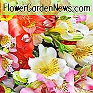 Alstroemeria-Informationen, peruanische Lilie, Lilie des Inka, Papageien-Lilie, Gartenstaude