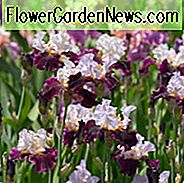 Schwertlilien, hohe Schwertlilien, Schwertlilien, Iris Germanica beste Sorten, Schwertlilie, Schwertlilien, Schwertlilien, Schwertlilien
