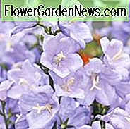 Campanula Persicifolia, PfirsichblÀttrige Glockenblume, Fairy Glockenblume, Fairy Bells, Pfirsichglocken, Petticoat Bellflower, Willow Bell, Peachleaf Bellflower