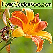 Hemerocallis 'Frans Hals', Taglilie 'Frans Hals', Taglilie 'Frans Hals', 'Frans Hals' Taglilie, Taglilien, Taglilie, Taglilien, rote Blüten, Taglilie, Taglilie, Hemerocallidaceae, Staude, Pflanze