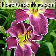 Hemerocallis indischer Giver, Daylily indischer Giver, Tageslilien-indischer Giver, indischer Gender Daylily, frühe Midseason Daylily, purpurrote Daylilies, purpurrote Daylily, Tageslilien, purpurrote Blumen, purpurroter Hemerocallis