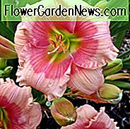 Hemerocallis Janice Brown, Taglilie Janice Brown, Taglilie Janice Brown, Janice Brown Taglilie, frühe Midseason Daylily, rosa Taglilien, rosa Daylily, Taglilien, Pinke Blumen, rosa Hemerocallis