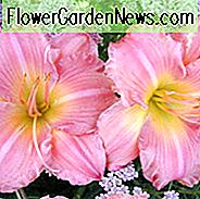 Hemerocallis 'Jolyene Nichole', Taglilie 'Jolyene Nichole', Taglilie 'Jolyene Nichole', 'Jolyene Nichole' Taglilie, Mittagszeit Taglilie, rosa Taglilien, rosa Taglilie, Taglilien, rosa Blüten, rosa Hemerocallis