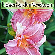 Hemerocallis 'Karen Sue', Taglilie 'Karen Sue', Taglilie 'Karen Sue', 'Karen Sue' Taglilie, Mittagszeit Taglilie, rosa Taglilien, rosa Taglilie, Taglilien, rosa Blüten, rosa Hemerocallis