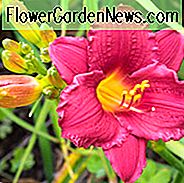 Hemerocallis Kleinbetrieb, Taglilien Kleinbetrieb, Taglilie Kleinbetrieb, Kleinbetrieb Daylily, frühe Mittagszeit Daylily, rote Daylilies, rote Daylily, Tageslilien, rote Blumen, roter Hemerocallis