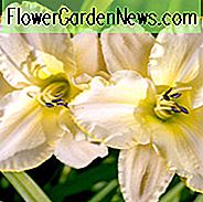 Hemerocallis 'Marque Moon', Taglilie 'Marque Moon', Taglilie 'Marque Moon', 'Marque Moon' Taglilie, Späte Mittagszeit Taglilie, Gelbe Taglilien, Gelbe Taglilie, Taglilien, Gelbe Blüten, Gelbe Hemerocallis