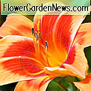 Hemerocallis unverschämt, Taglilie unverschämt, Taglilie unverschämt, unerhörte Taglilie, Mittagszeit Taglilie, orange Taglilien, orange Taglilie, orange Blüten, orange Hemerocallis