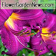 Hemerocallis 'Purple Passage', Taglilie 'Purple Passage', Taglilie 'Purple Passage', 'Purple Passage' Taglilie, Späte Mittagszeit Taglilie, Purpur Taglilien, Purpur Taglilie, Taglilien, Purpurblüten, Purpur Hemerocallis