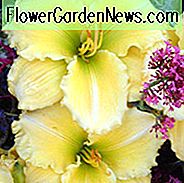 Hemerocallis Siloam Amazing Grace, Tagliliensiloam Amazing Grace, Tagliliensiloam Amazing Grace, Siloam Amazing Grace Taglilie, frühe Mittagszeit Daylily, gelbe Taglilien, gelbe Daylily, gelbe Blüten, gelbe Hemerocallis
