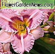 Hemerocallis Siloam Merle Kent, Taglilien Siloam Merle Kent, Taglilie Siloam Merle Kent, Siloam Merle Kent Taglilie, Mittagszeit Taglilie, rosa Taglilien, rosa Taglilie, rosa Blüten, rosa Hemerocallis