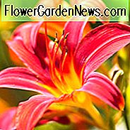 Hemerocallis Spider-Mann, Taglilien-Spider-Mann, Tag-Lilie-Spider-Mann, Spider-Man-Taglilie, frühe Midseason-Taglilie, rote Taglilien, rote Taglilie, Taglilien, rote Blumen, rote Hemerocallis