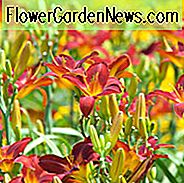 Reblooming Daylilies, Everblooming Daylilies, Reblooming Taglilien, Everblooming Daylily, Vorsaison Daylilies, Midseason Daylilies, Late Season Daylilies