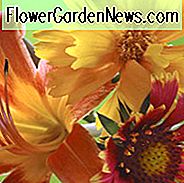 Companion Plants, Companion Planting, Pflanzenkombinationen, Hemerocallis, Daylilies, Daylily