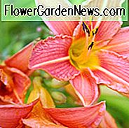 Spät-Seasonlilien, Late Season Daylilies, Seasonlilien der sehr späten Saison