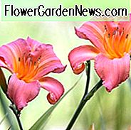 Top Daylilies, Top Hemerocallis, Beste Daylilies, Beste Hemerocallis, Lieblings Daylilies, Favorite Hemerocallis
