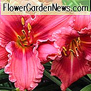 Hemerocallis Gordon Biggs, Taglilie Gordon Biggs, Taglilie Gordon Biggs, Gordon Biggs, Vorsaison Daylily, rote Taglilien, rote Taglilie, rote Blüten, rote Hemerocallis