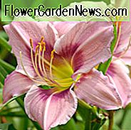 Hemerocallis Graceful Eye, Taglilie Graceful Eye, Taglilie Graceful Eye, Graceful Auge Daylily, Vorsaison Daylily, Lavendel Daylilies, Lavendel Daylily, Lavendel Blumen, Lavendel Hemerocallis