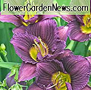 Hemerocallis kleine Grapette, Taglilie kleine Grapette, Taglilie kleine Grapette, kleine Grapette, frühe Jahreszeit Taglilie, purpurrote Taglilien, purpurrote Daylily, purpurrote Blumen, purpurroter Hemerocallis
