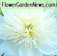 Paeonia Lactiflora 'Brauttraum', Pfingstrose 'Brauttraum', 'Brauttraum' Pfingstrose, Chinesische Pfingstrose 'Brauttraum', Pfingstrose 'Brauttraum', Weiße Pfingstrosen, Weiße Blumen, Duftende Pfingstrosen