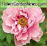 Paeonia 'Erste Ankunft', Pfingstrose 'Erste Ankunft', 'Erste Ankunft' Pfingstrose, Itoh Pfingstrose 'Erste Ankunft', Schnitt Pfingstrose 'Erste Ankunft', Rosa Pfingstrosen, Rosa Blüten, Duftende Pfingstrosen