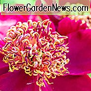 Paeonia Lactiflora 'Schwert Tanz', Pfingstrose 'Schwert Tanz', 'Schwert Tanz' Pfingstrose, chinesische Pfingstrose 'Schwert Tanz', gemeinsame Garten Pfingstrose 'Schwert Tanz', rote Pfingstrosen, rote Blumen, duftende Pfingstrosen