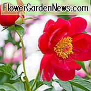 Paeonia 'Blaze', Pfingstrose 'Blaze', 'Blaze' Pfingstrose, rote Pfingstrosen, rote Blüten, duftende Pfingstrosen
