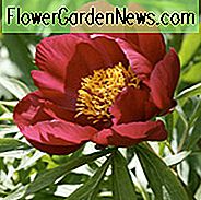 Paeonia 'Early Scout', Pfingstrose 'Early Scout', 'Early Scout' Pfingstrose, Rote Pfingstrosen, Rote Blumen, Duftende Pfingstrosen