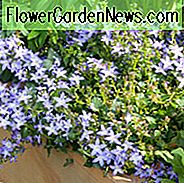 Campanula poscharskyana, Serbische Glockenblume, Trailing Bellflower, Violette Blüten, Lila Blüten, Lavendelblüten, Bodendecker