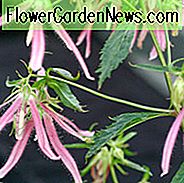 Campanula Pink Octopus, Glockenblume 'Pink Octopus', 'Pink Octopus' Glockenblume, Campanula hybrida 'Pink Octopus', rosa Blüten