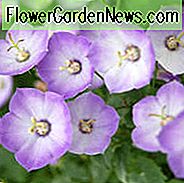 Campanula Samantha, Glockenblume 'Samantha', 'Samantha' Glockenblume, Campanula hybrida 'Samantha', violette Blüten, blaue Blüten