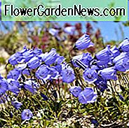 Campanula Cochlearifolia, Fairy Fingerhut, Earleaf Glockenblume, Zwergglockenblume, Fairies 'Fingerhüte, Campanula Bellardii, Campanula Pusilla, violette Blüten, lila Blüten, Lavendelblüten, Bodendecker, Steingarten