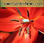 Tulipa praestans 'Fusilier', Tulpe praestans 'Fusilier', Tulpe 'Fusilier', Sonstiges Tulpe 'Fusilier', botanische Tulpen, Tulpenart, Steingarten-Tulpen, wilde Tulpen, Mittelfrühlings-Tulpe, rote Tulpe, multi-blühende Tulpe