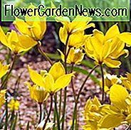 Tulipa Sylvestris, Tulpe Sylvestris, botanische Tulpe, Tulpe-Spezies, Steingarten-Tulpe, wilde Tulpe, Waldtulpe, florentinische Tulpe, gelbe Tulpe