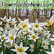 Tulpe Turkestanica, Tulipa Turkestanica, Tulipe Turkestanica, Turkestan Tulpe, botanische Tulpen, Tulpe Arten, Steingarten Tulpen, wilde Tulpen, früh blühende Tulpen