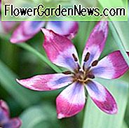 Tulipa 'Kleine Schönheit', Tulpe 'Kleine Schönheit', Tulipa humilis 'Kleine Schönheit', Botanische Tulpe, Tulpe, Steingarten Tulpe, Wilde Tulpe