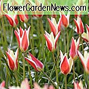 Tulipa Clusiana 'Cynthia', Tulpe 'Cynthia', Lady Tulpe 'Cynthia', Miscellaneous Tulpe 'Cynthia', Botanische Tulpe, Tulpenart, Steingarten-Tulpe, Wilde Tulpe, Tulpen, Tulpe, Tulpe