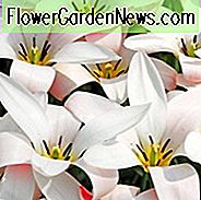 Tulipa Clusiana 'Lady Jane', Tulpe 'Lady Jane', Dame Tulpe 'Lady Jane', Gemischte Tulpe 'Lady Jane', botanische Tulpen, Tulpe, Steingarten-Tulpen, wilde Tulpen, Tulpen, Tulpe, Tulpe