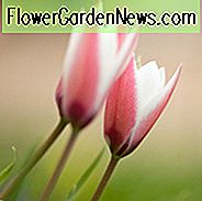 Tulipa Clusiana 'Pfefferminz-Stick', Tulpe 'Pfefferminze', Tulipa 'Pfefferminz-Stick', Lady Tulip 'Pfefferminze', Tulipa clusiana 'Pfefferminze', Tulipa 'PfefferminzStick', botanische Tulpen, Tulpe, Steingarten-Tulpen, wilde Tulpen, Kerzenhalter Tulpen, mittlere Frühlingstulpe, zweifarbige Tulpe