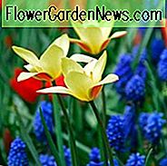 Tulpe Clusiana var Chrysantha, Tulpe Clusiana Tubergens Gem, Tulipa Clusiana Tubergens Gem, Tulipe Clusiana Tubergens Gem, Golden Lady Tulpe, Lady Tulip, Kerzenständer Tulip, Tulipa Chrysantha, Tulipa stellata var. Chrysantha, botanische Tulpen, Tulpe Speci