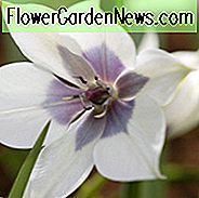 Tulpe Humilis 'Alba Coreulea Oculata', Tulpe 'Alba Coreulea Oculata', Tulpe Tulcea Violacea Pallida, Tulpe Tulacha Coerulea-Oculata, Tulpe Pulchella albocoerulea oculata, Tulpe Pulchella Pallida, Tulipa Humilis, Tulpe, Steingarten