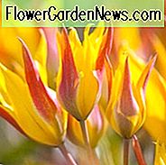 Tulipa kolpakowskiana, Kolpakowskys Tulpe, botanische Tulpen, Tulpe-Arten, Steingarten-Tulpen, wilde Tulpen, Kerzen-Stock-Tulpen, Dametulpen