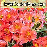 Alstroemeria 'Princess Amina', Peruaanse Lily 'Princess Amina', Lily of the Inca 'Princess Amina', Parrot Lily 'Princess Amina', Alstroemeria 'Zapriamin', Princess Series, Orange Lily, Orange Peruvian Lily, Orange Alstroemeria, Lily flower, Lelie bloem